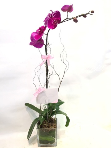 ****Purple 01**** 1 Stand Phalaenopsis Orchid Plant - Purple