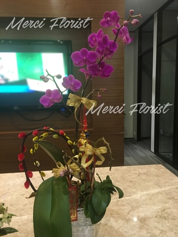****Small 01**** 1 Stand Phalaenopsis Small Orchid Plant - Purple