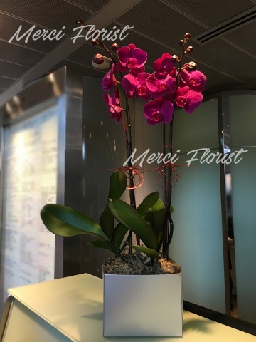 ****Purple 03**** 2 Stands Phalaenopsis Orchid Plant - Purple