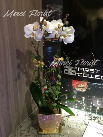 ****White 01**** 2 Stands Phalaenopsis Orchid Plant - White