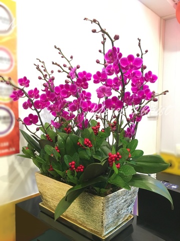 ****Small 04**** 5 Stand Phalaenopsis Small Orchid Plant - Purple