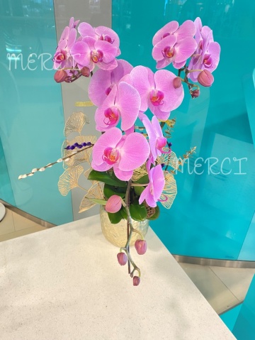 ****Lt Pink 04**** 3 Stands Phalaenopsis Orchid Plant - Lt Pink
