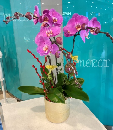 ****Pink 01**** 3 Stands Phalaenopsis Orchid Plant - Pink
