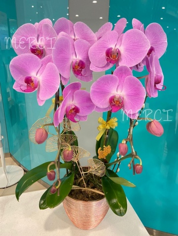 ****Lt Pink 01**** 2 Stands Phalaenopsis Orchid Plant - Lt Pink
