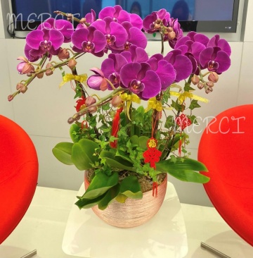 ****Purple 02**** 6 Stands Phalaenopsis Orchid Plant - Purple