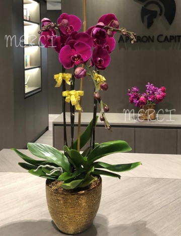 ****Purple 04**** 3 Stands Phalaenopsis Orchid Plant - Purple