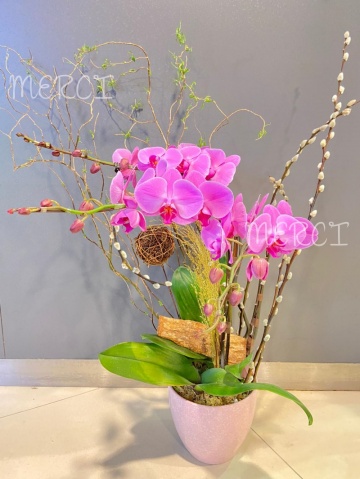 ****Pink 02**** 3 Stands Phalaenopsis Orchid Plant - Pink