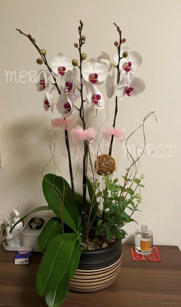 ****White 02**** 3 Stands Phalaenopsis Orchid Plant - White