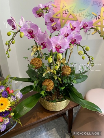 ****Lt Pink 03**** 6 Stands Phalaenopsis Orchid Plant - Lt Pink