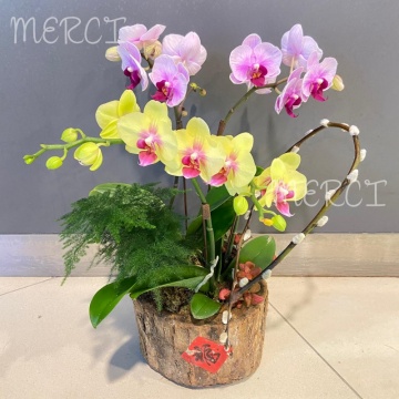 ****Small 05**** 2 Stand Phalaenopsis Small Orchid Plant -