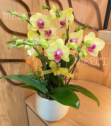 ****Small 06**** 3 Stand Phalaenopsis Small Orchid Plant - Yellow