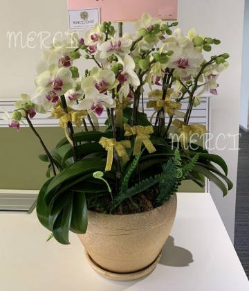 ****Small 03**** 8 Stand Phalaenopsis Small Orchid Plant - Green