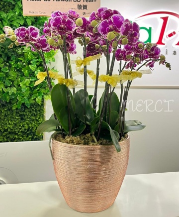 ****Small 07**** 5 Stand Phalaenopsis Small Orchid Plant - Purple